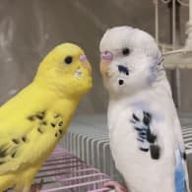 srnさんのアイコン画像