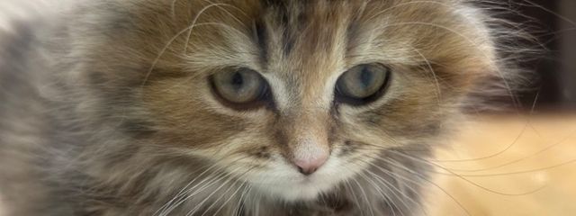 ポチャッコさんの壁紙画像