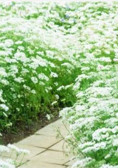 静寂少女の花と宝石