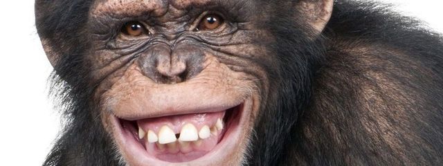 🦧さんの壁紙画像