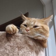 にゃんこ( ^・ω・^ )さんのアイコン画像