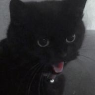 黝猫さんのアイコン画像