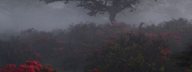 しゃふなしさんの壁紙画像