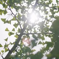 しゅしゅさんのアイコン画像