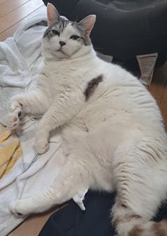 相互トークルーム