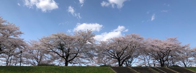 ぴーちさんの壁紙画像