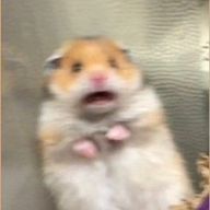 ぽてやん。さんのアイコン画像