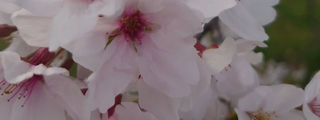あまねさんの壁紙画像