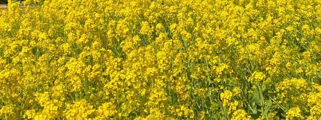 琉唯【るい】さんの壁紙画像