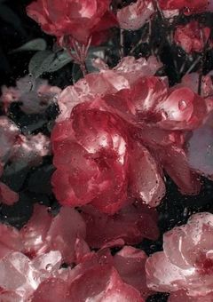  ︎︎# 赤い華がお似合いね.
