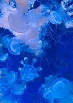 もっと、もっと……堕ちてよ