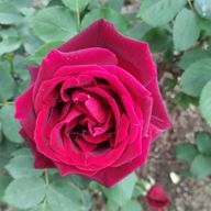 ちゃも🐯さんのアイコン画像