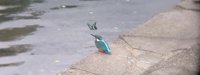 aloeさんの壁紙画像