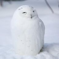 Ark　(フォロセ多分完了)さんのアイコン画像