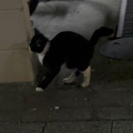 あのこの子さんのアイコン画像