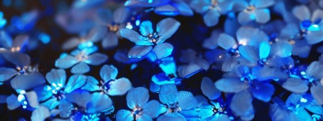 あおいさんの壁紙画像