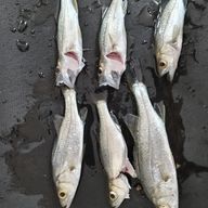 パイナップル＠プセ民さんのアイコン画像