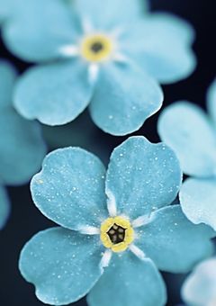 私は霞柱の隠でした。