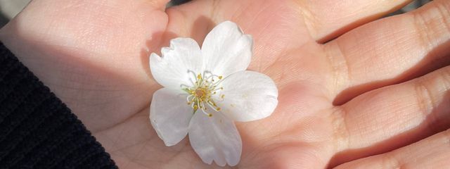 えだまめさんの壁紙画像
