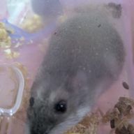 チョコプリンさんのアイコン画像