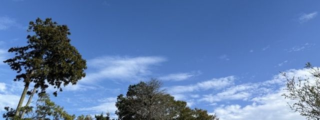 かぼちゃパイさんの壁紙画像
