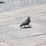 ハイテンションワンダホイさんのアイコン画像