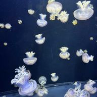 あいうえおさんのアイコン画像