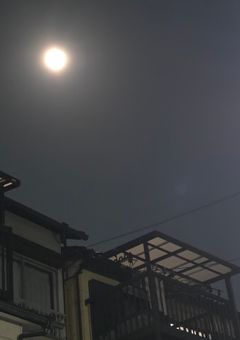 神獣人としてバレそうなので冷たくしたら詰みました。