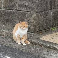 白米さんのアイコン画像