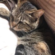 琥珀糖さんのアイコン画像