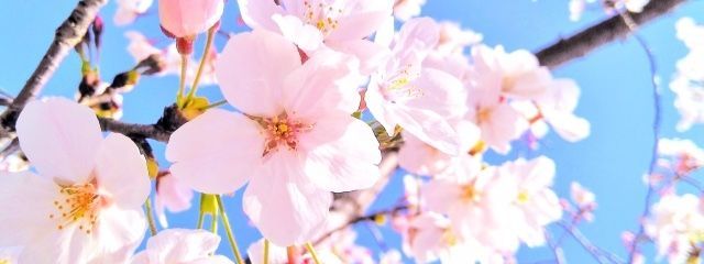 さくらさんの壁紙画像