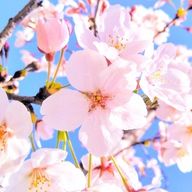 さくらさんのアイコン画像