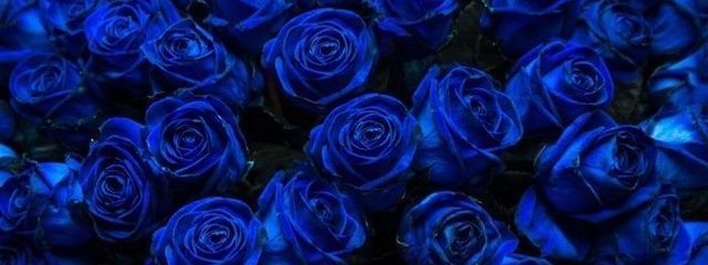 ごまさんの壁紙画像