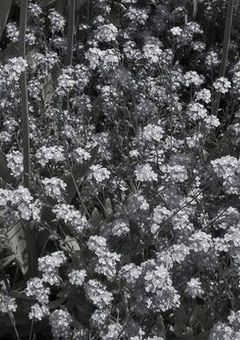 ･