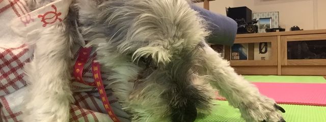 まみゅーさんの壁紙画像