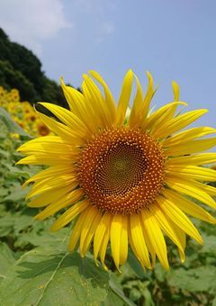 向日葵とオオカミには騙されない