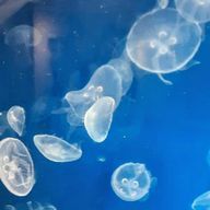 Aka.さんのアイコン画像