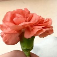 わんこさんのアイコン画像