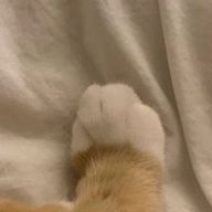 🐱さんのアイコン画像