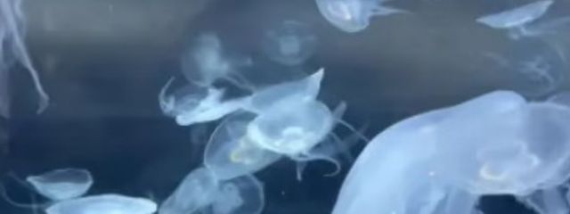 Ayagonさんの壁紙画像