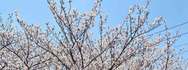 まふゆ@フォロバしなくておっけ！さんの壁紙画像