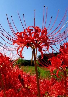 呪いの王には姉がいる