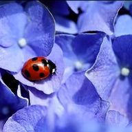 つばささんのアイコン画像