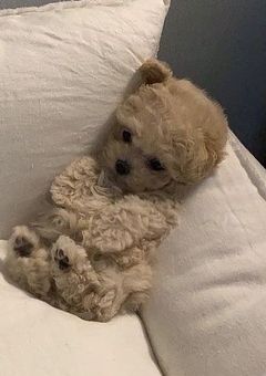 ドSな彼氏と可愛すぎる彼女 shortstory