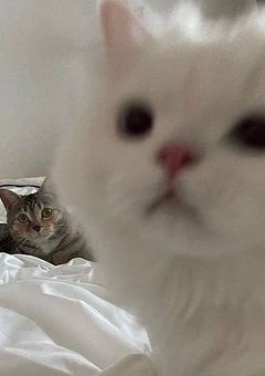 嫉妬魔彼女はメンヘラ気質 