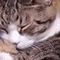 @さんのアイコン画像