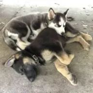 𝑺𝒂𝒌𝒊さんのアイコン画像