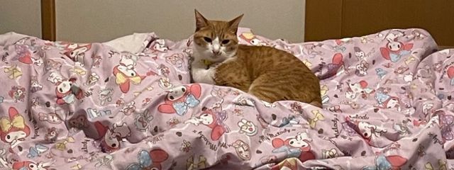 アホの子さんの壁紙画像