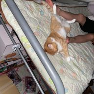 アホの子さんのアイコン画像