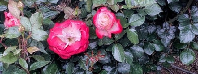 YUKI𓈒𓂂𓇬  さんの壁紙画像